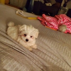 Meet your Posher, Ella